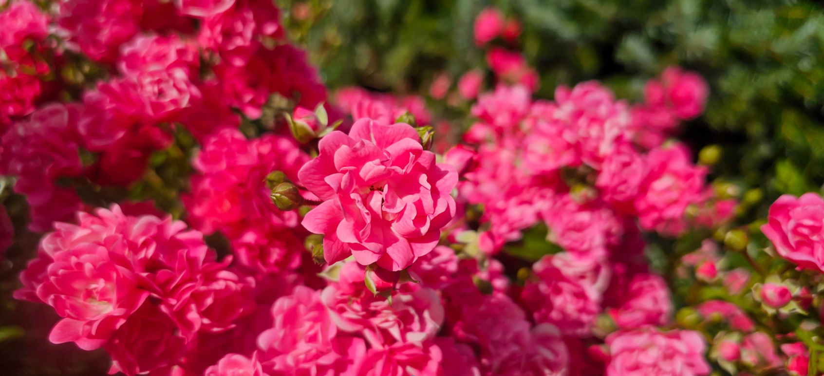 3. Persia: A Life Altered