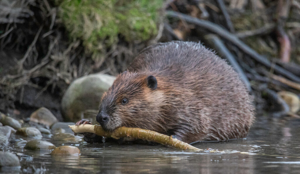 Part I, Post 9 – The Coin of the Frontier: Beaver and the Fur Economy