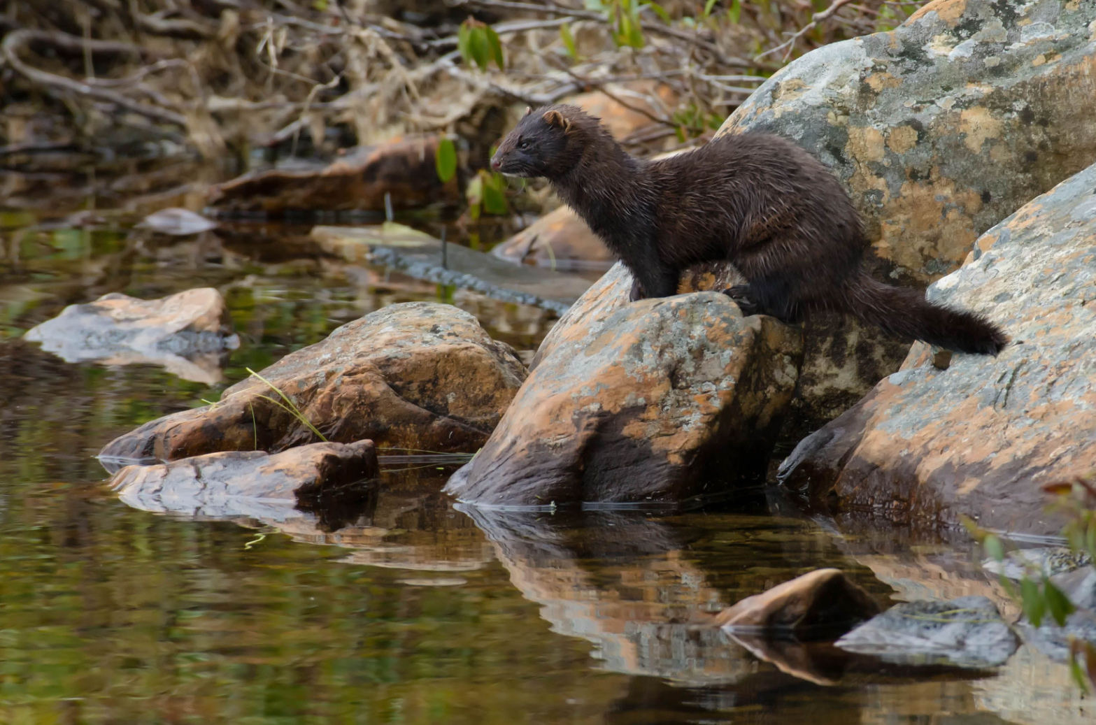 Part II, Post 8 – A Tangled Web of Claims and Rights