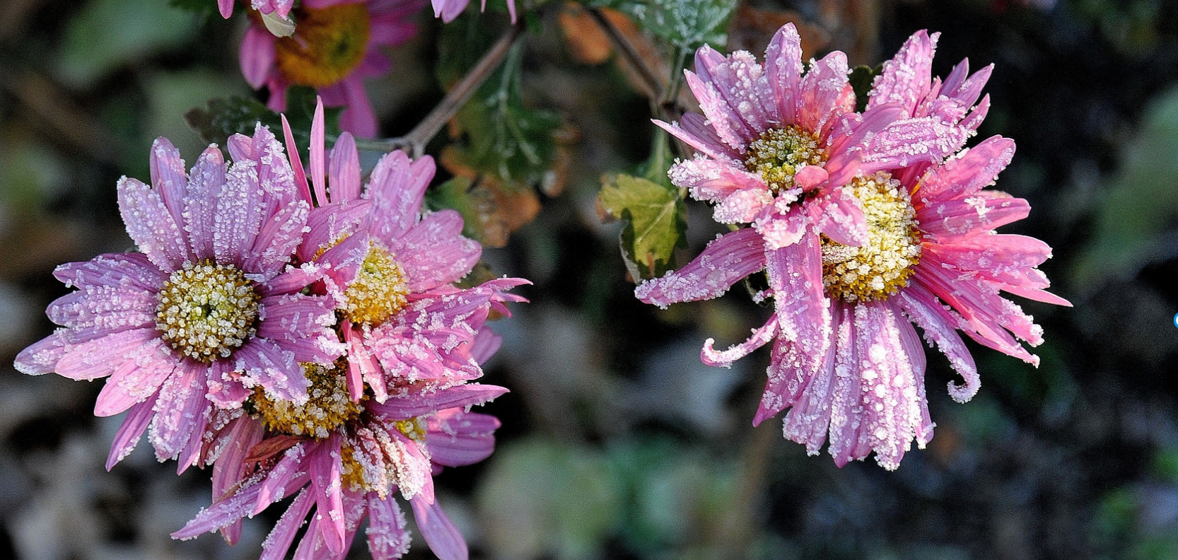 Part IV, Post 3 – Circles of Belonging, Lines of Defense