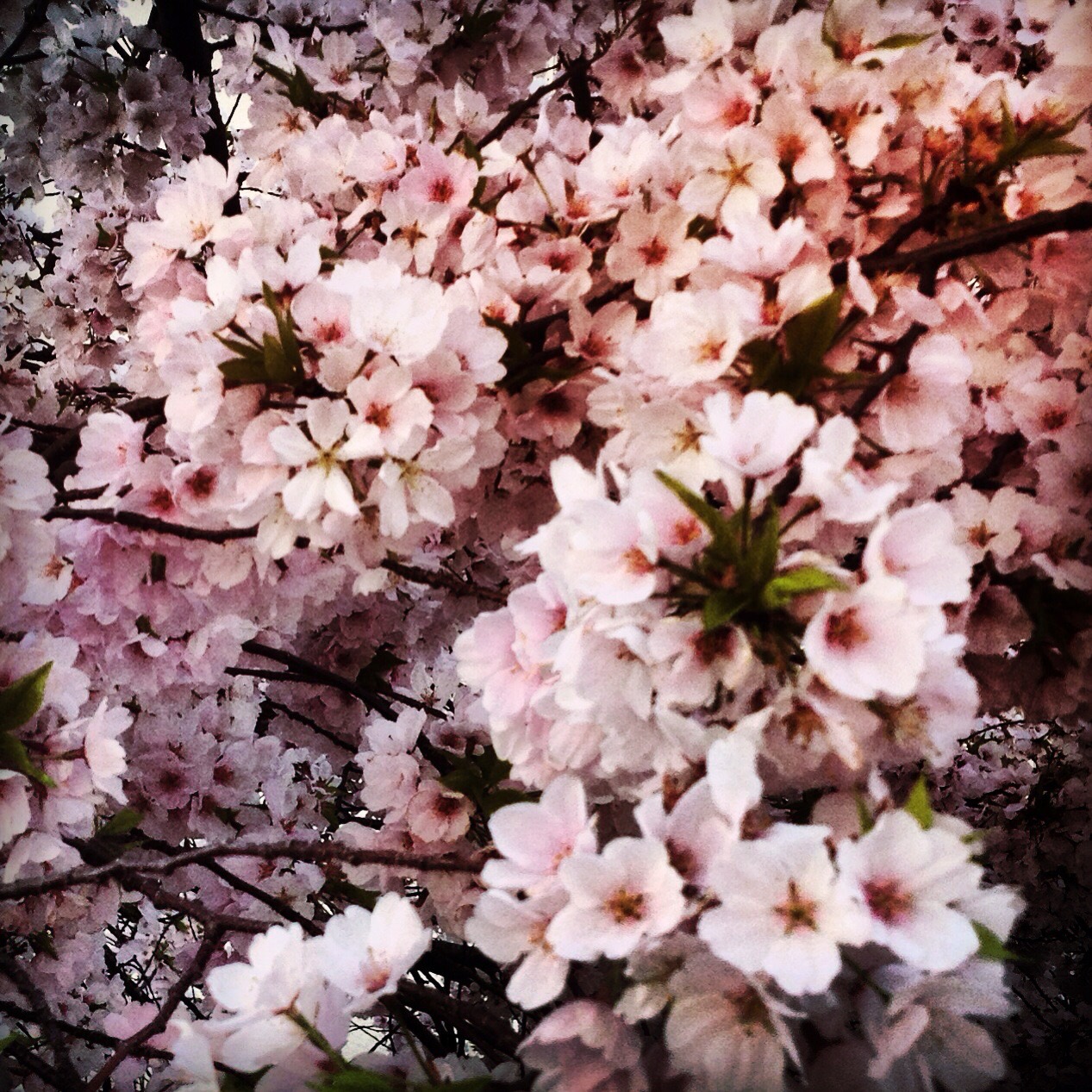 4. Gertrude’s First Trip Around the World