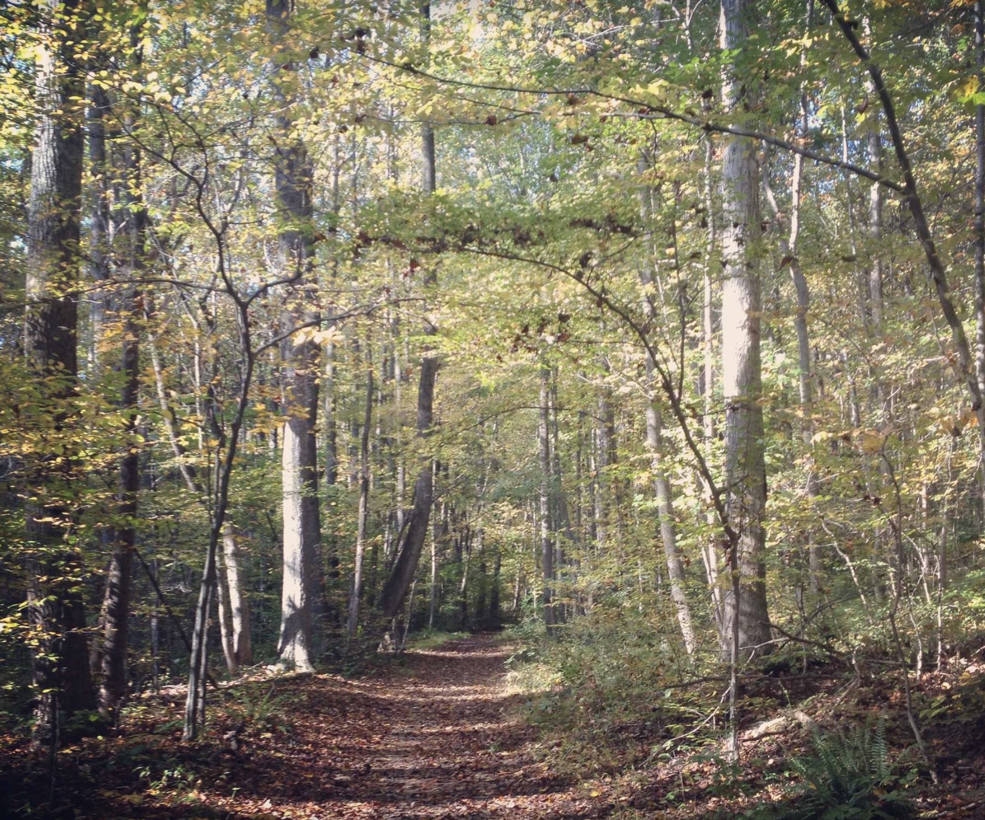 Part IV, Post 5 – Adoption and Ashes